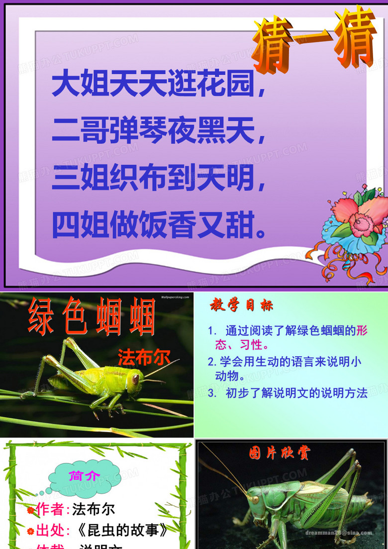 绿色蝈蝈