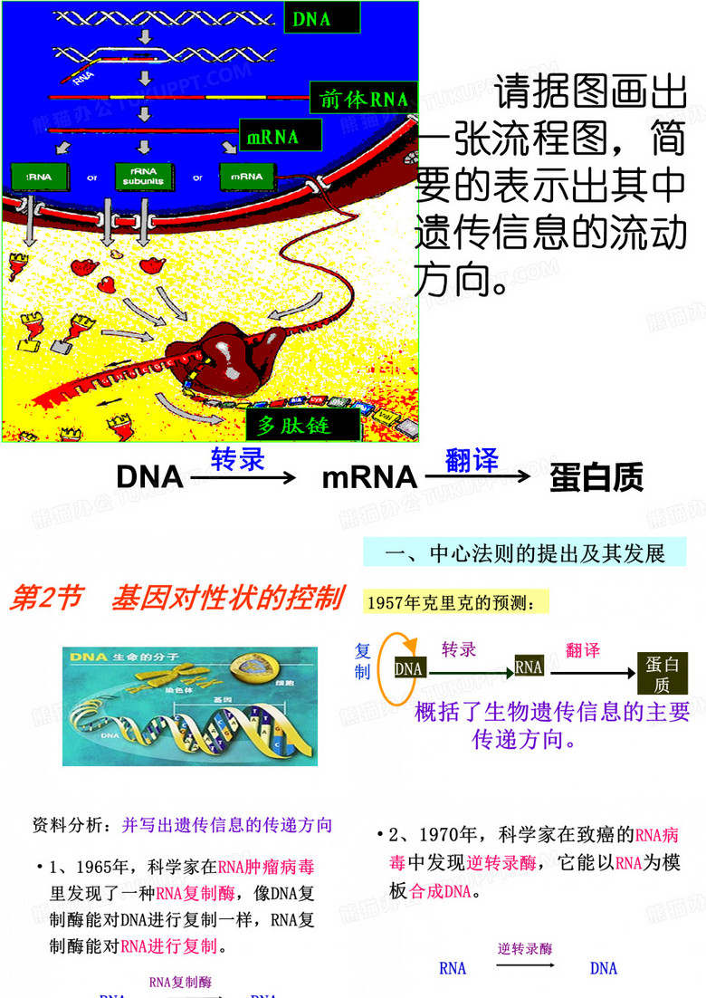 基因对性状的控制