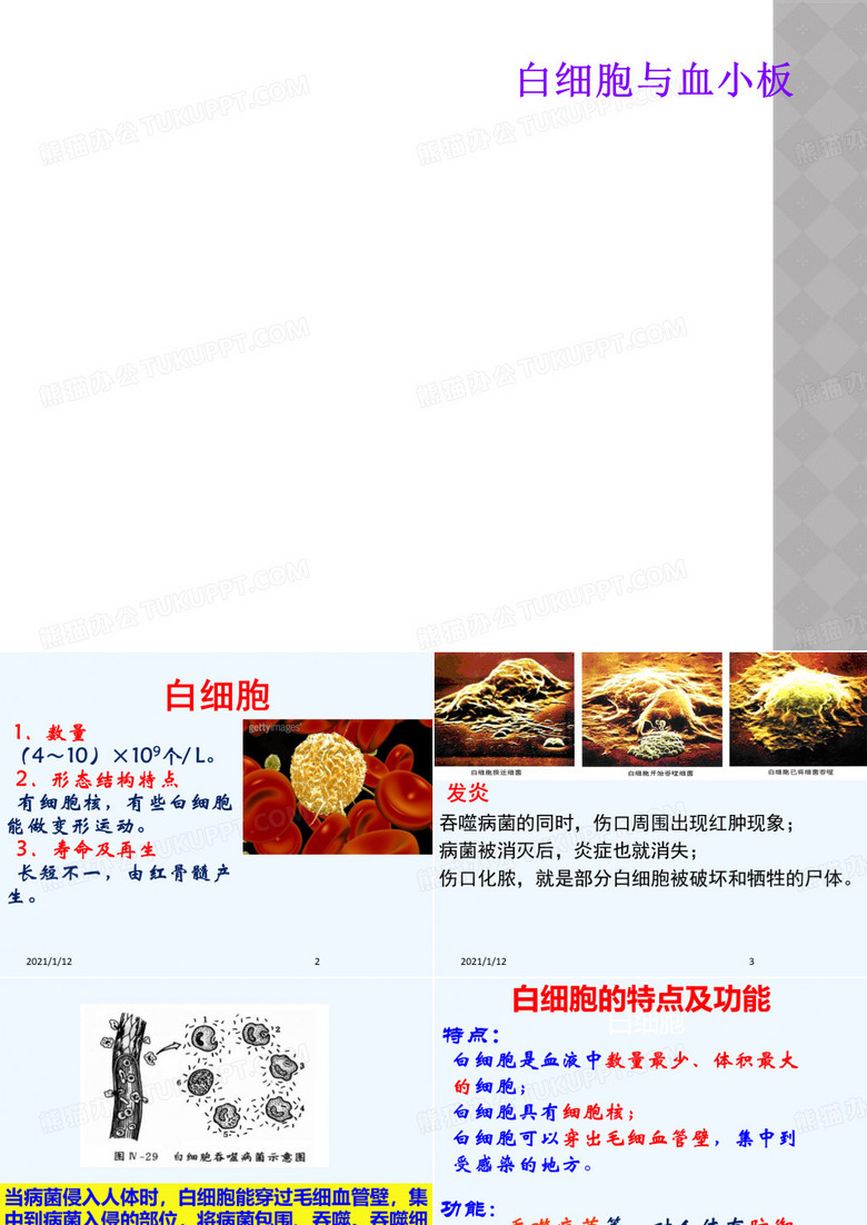 白细胞与血小板