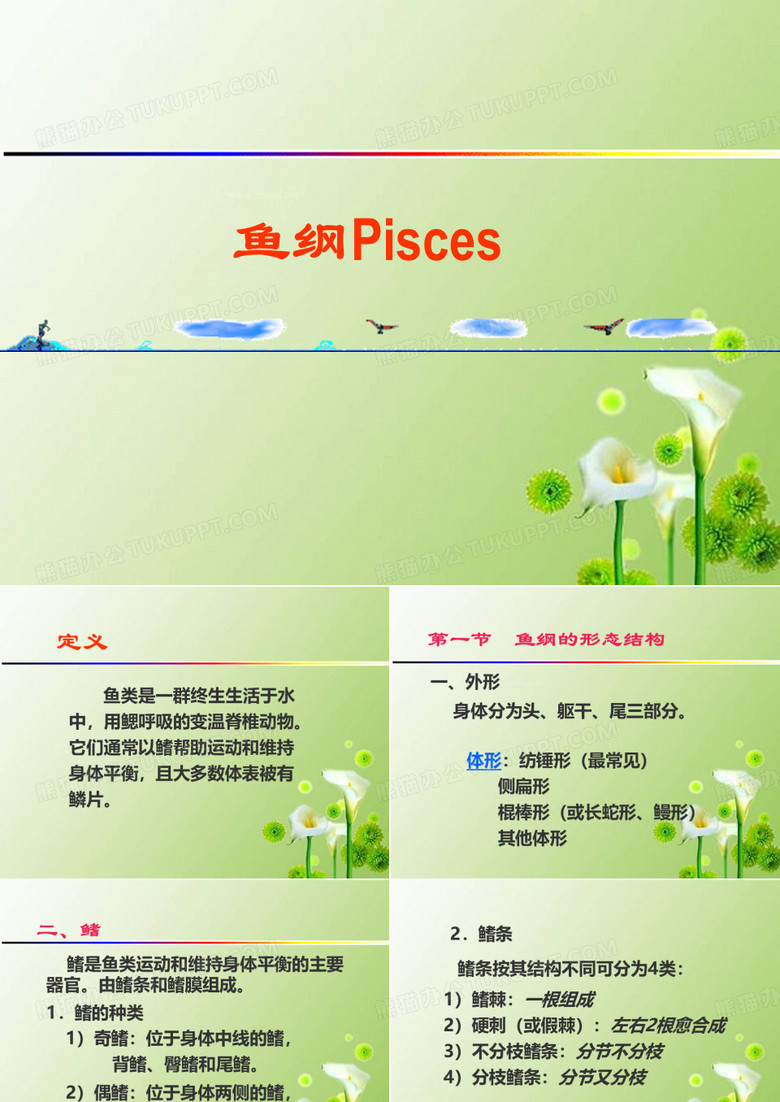 鱼纲的形态结构