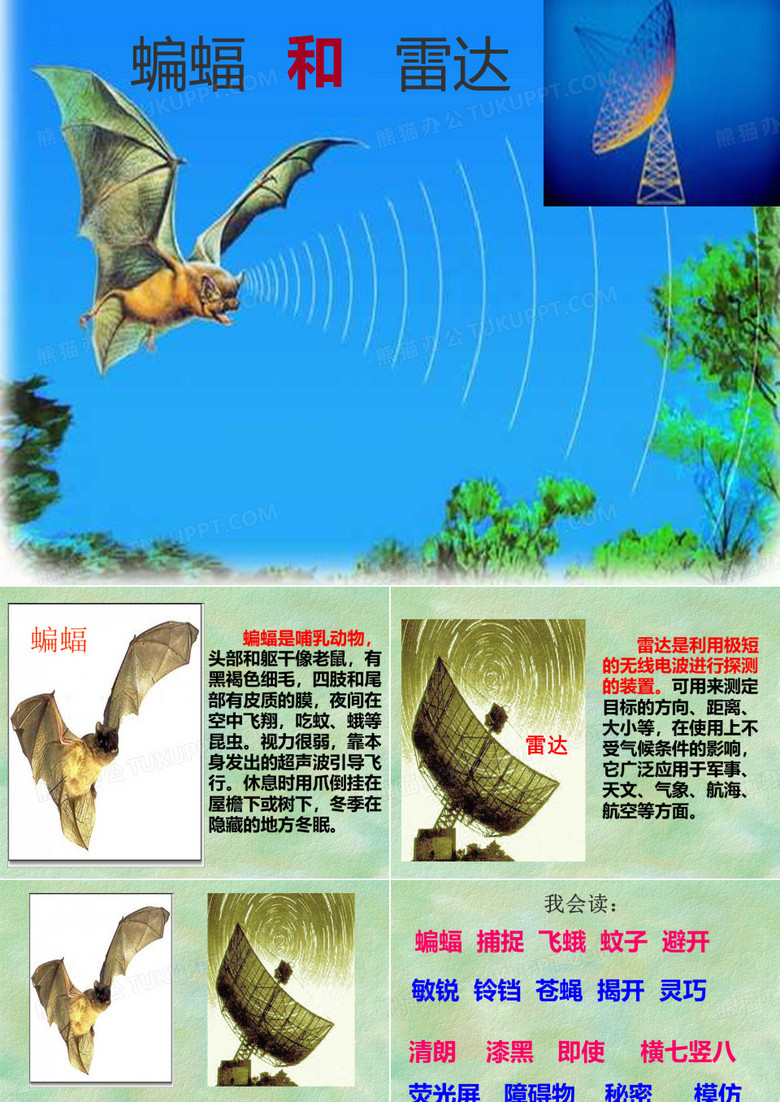 蝙蝠和雷达