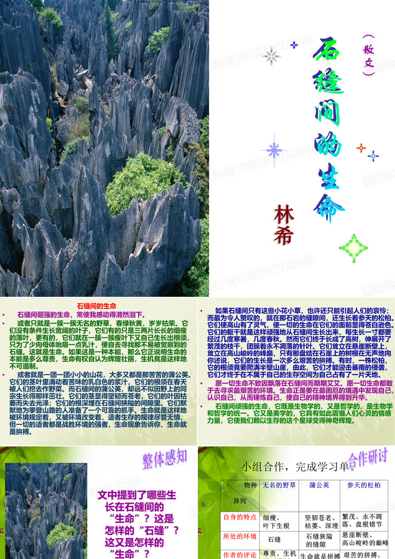 石缝间的生命 