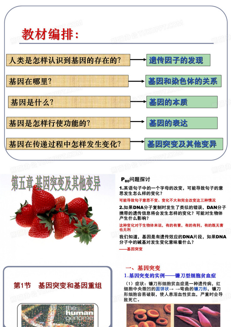 基因突变和基因重组