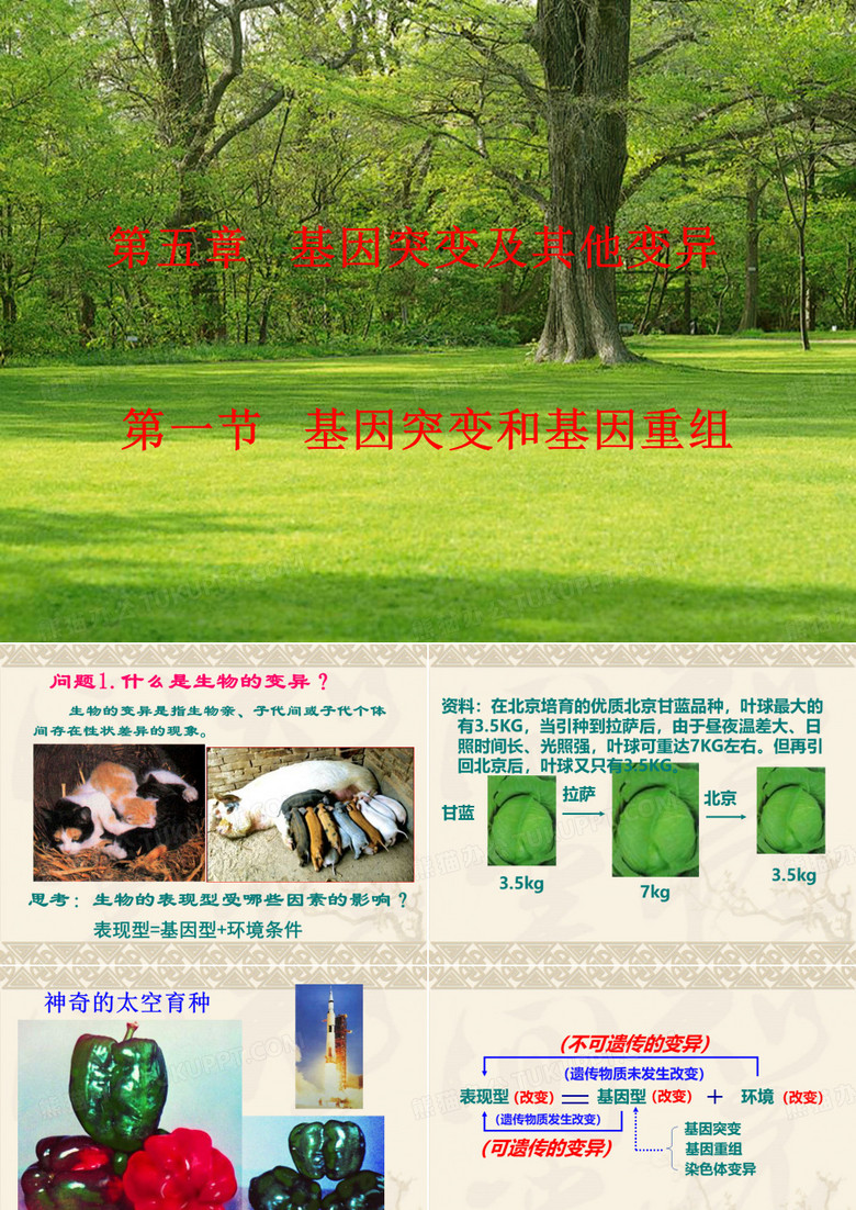 基因突变和基因重组