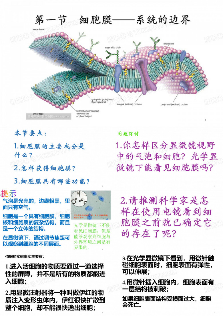 细胞膜-系统的边界