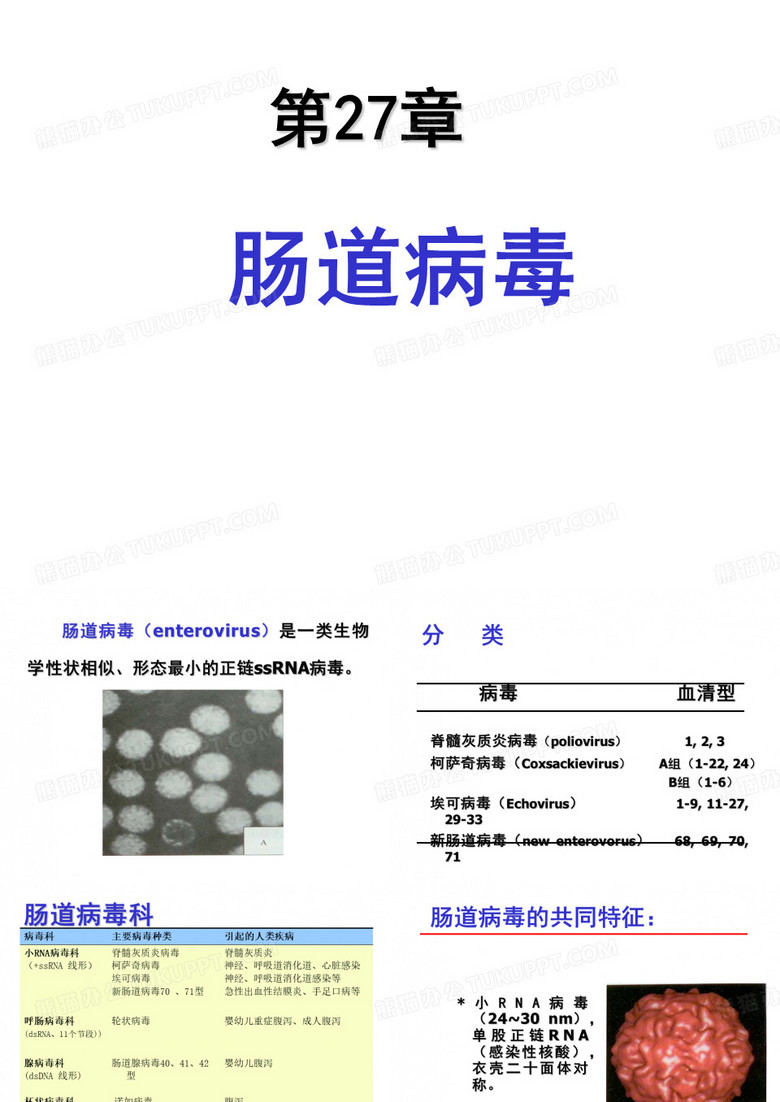 肠道病毒