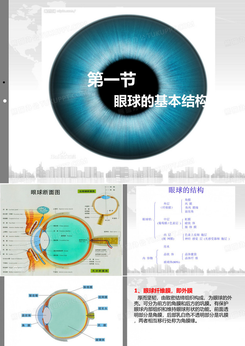 眼球结构