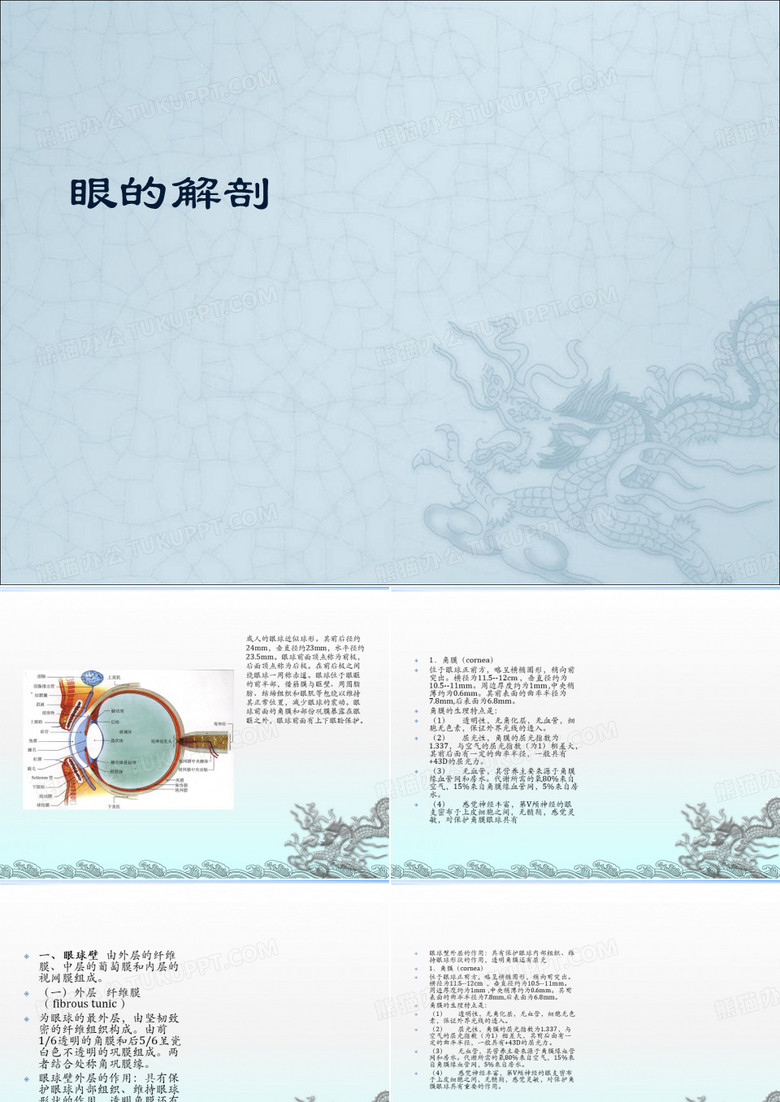 眼球解剖