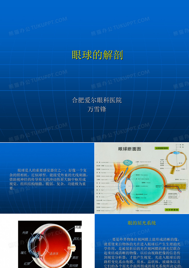 眼球的解剖