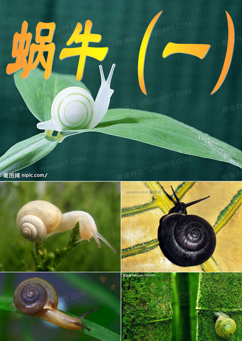 蜗牛一 小学科学