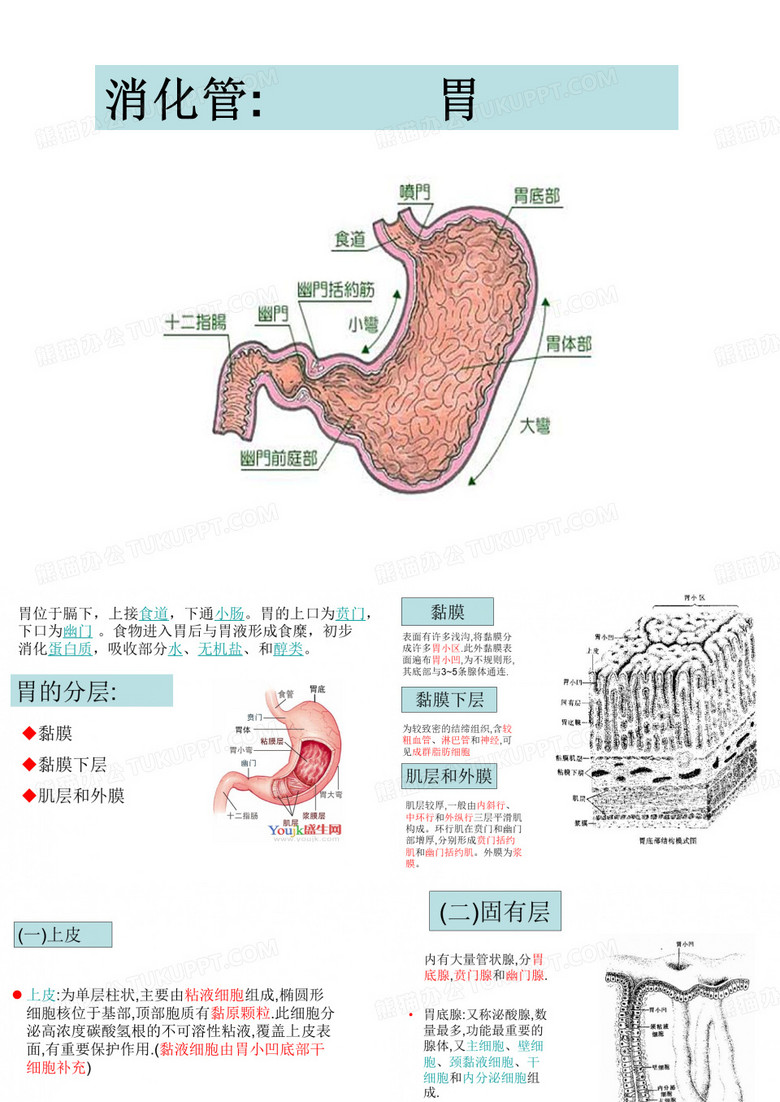 组胚PPT