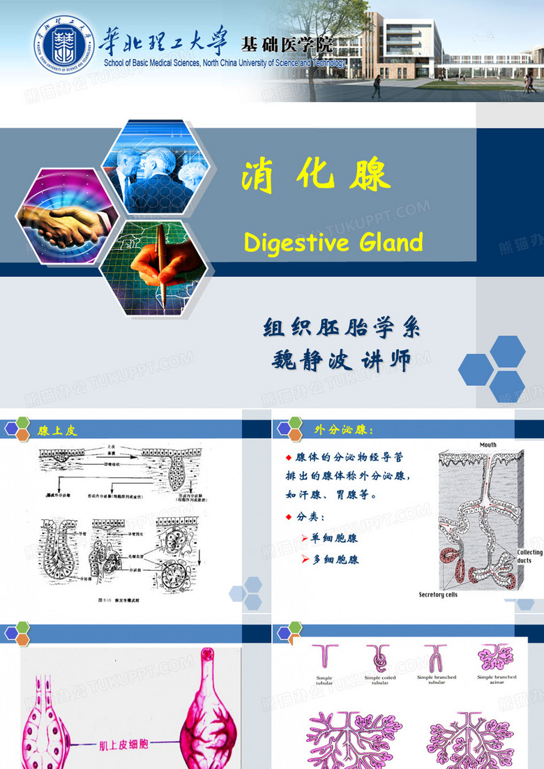 组胚消化腺