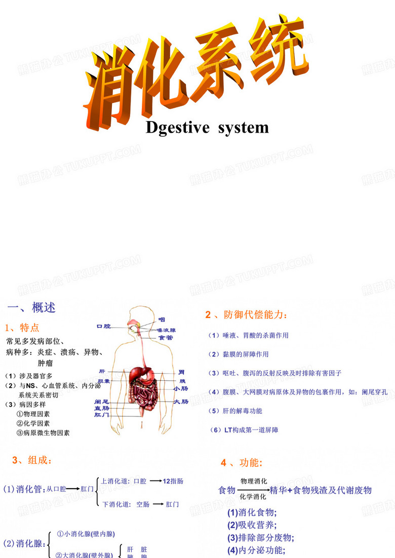 组胚——消化系统