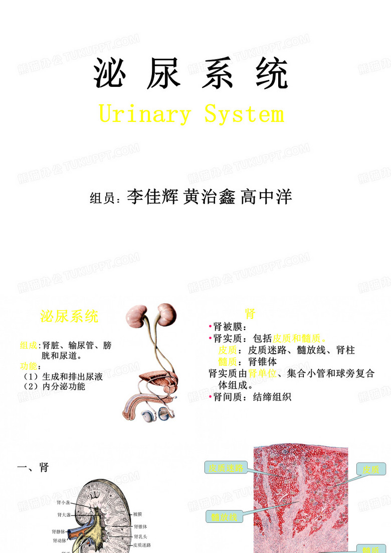组胚泌尿系统