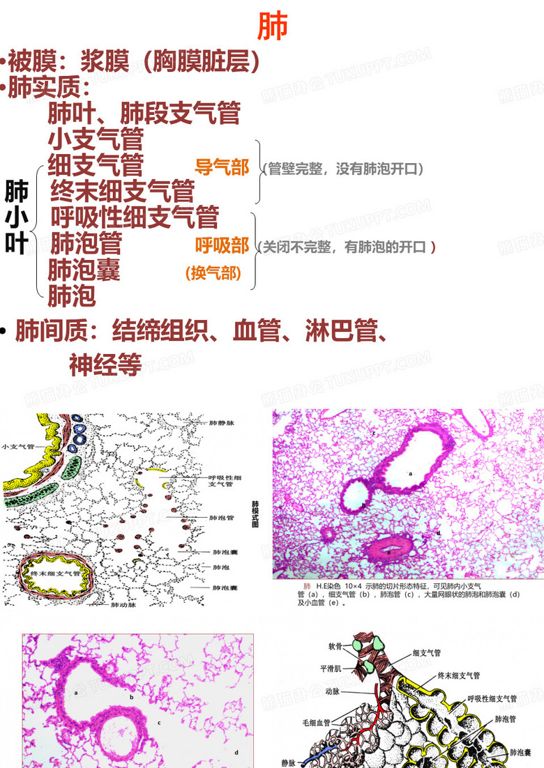 组胚--肺