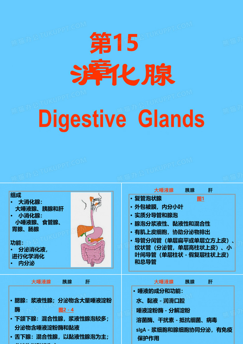 消化系统 组胚 消化腺