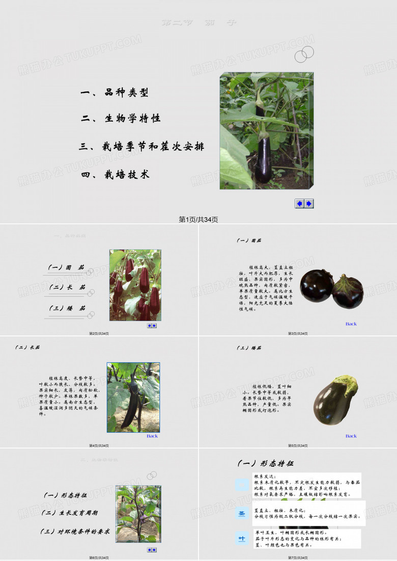 茄子PPT课件