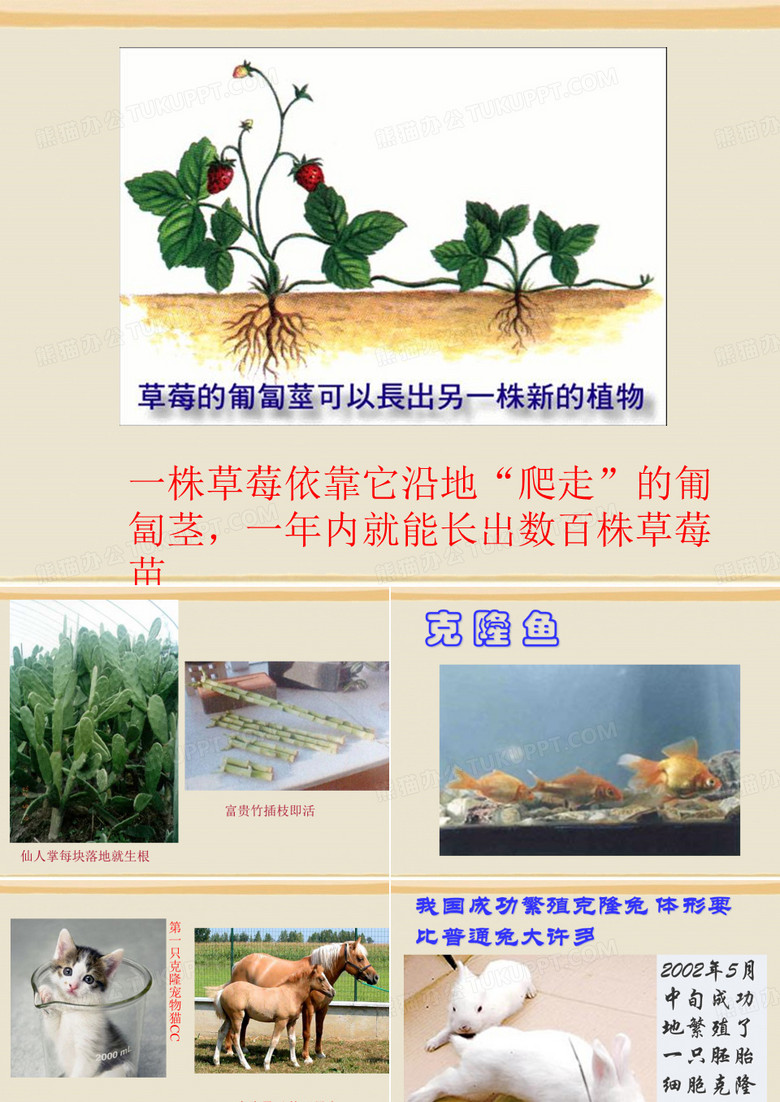 奇妙的克隆ppt课件