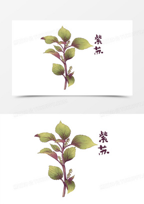 紫苏图片大全高清图片