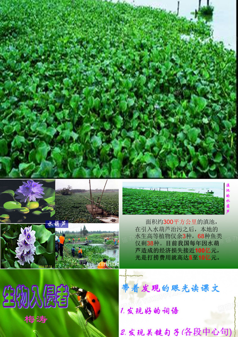 生物入侵者课件