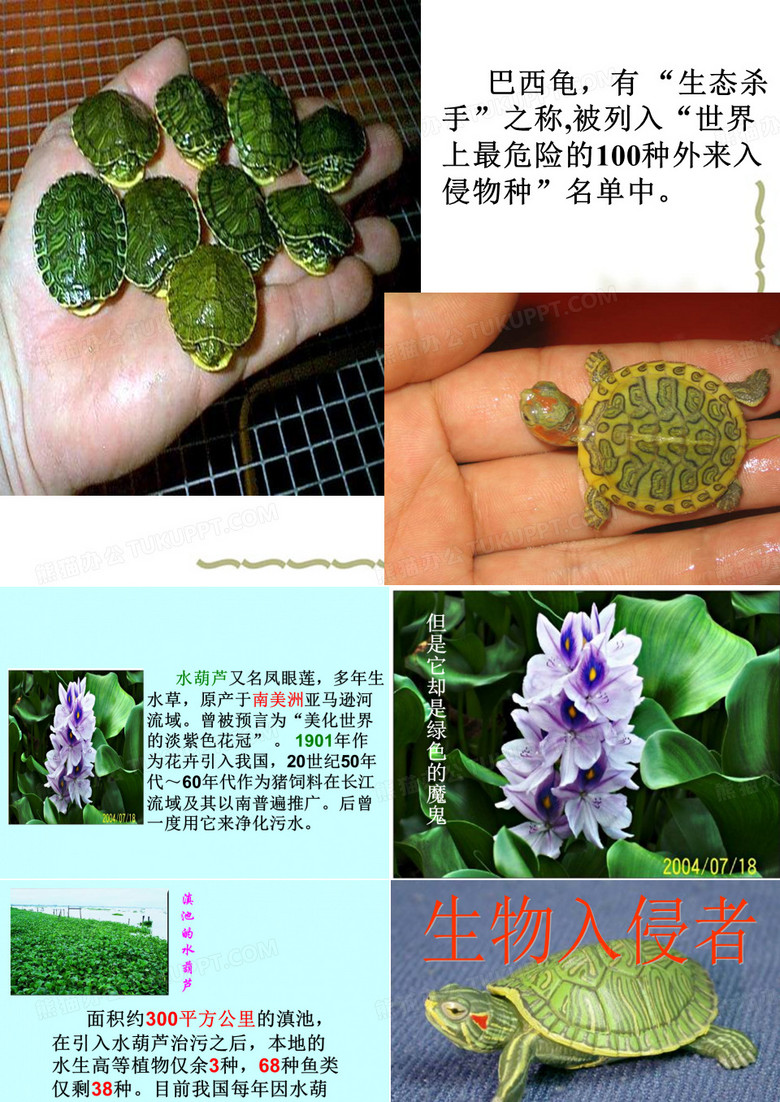 语文生物入侵者