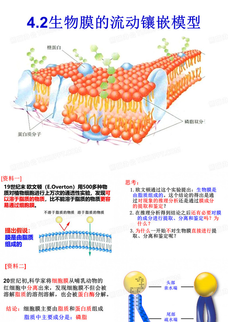 生物膜的流动镶嵌模型