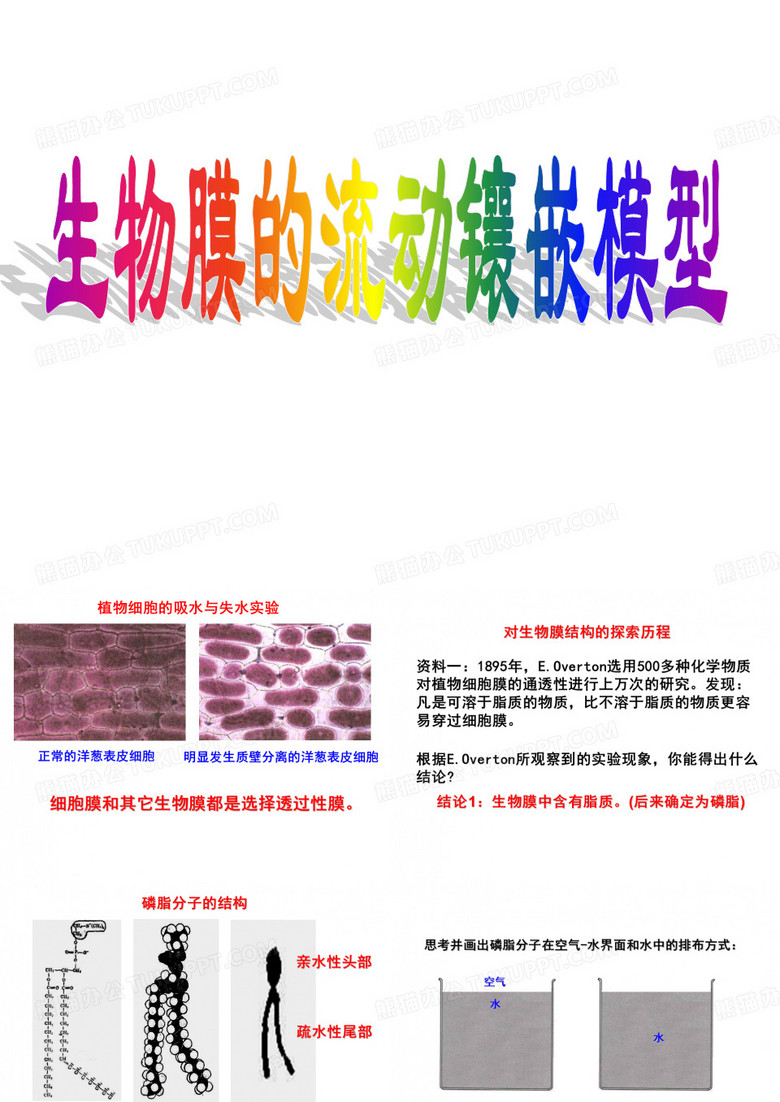 生物膜的流动镶嵌模型