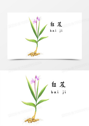 手绘插画中草药白芨元素
