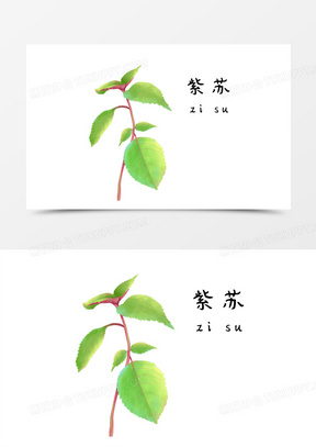 紫苏图片大全高清图片