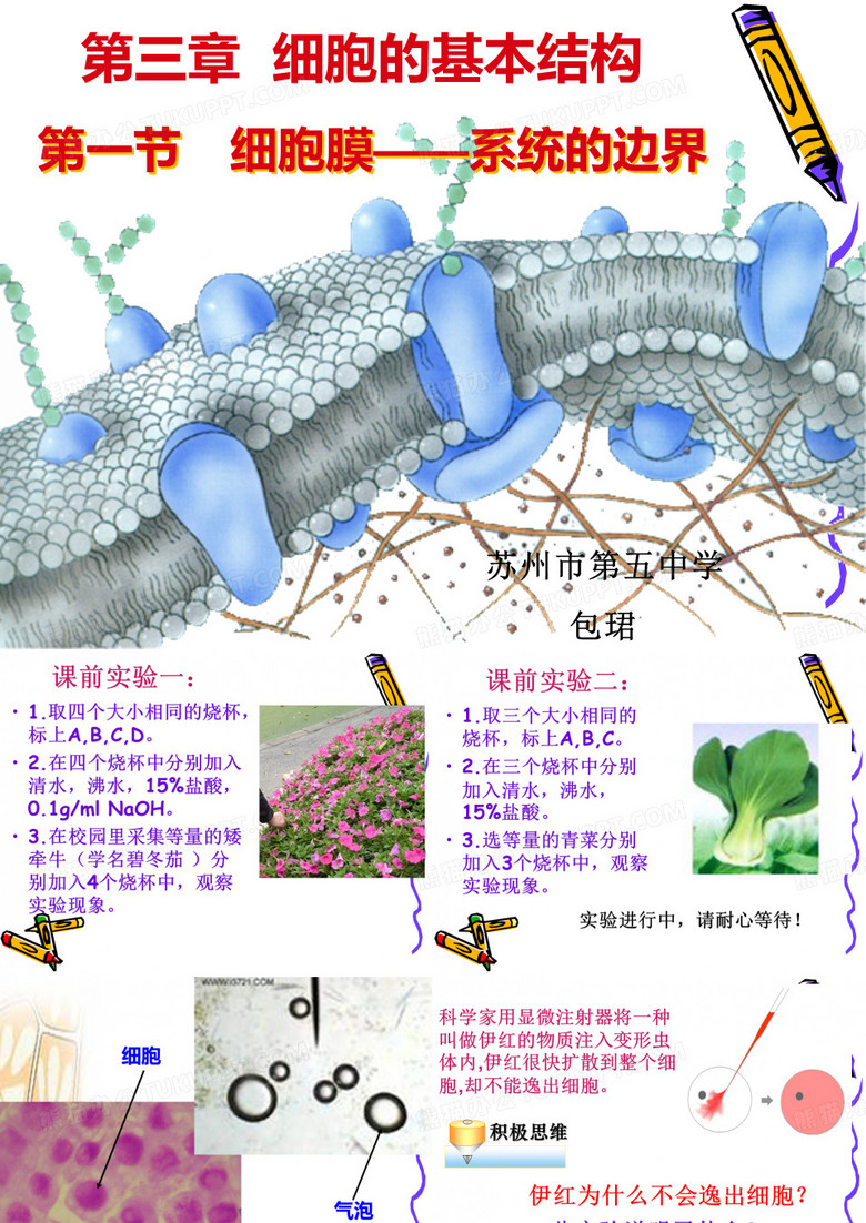细胞膜——系统的边界