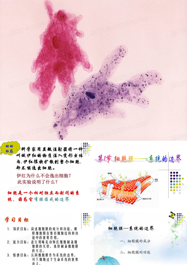 细胞膜--系统的边界