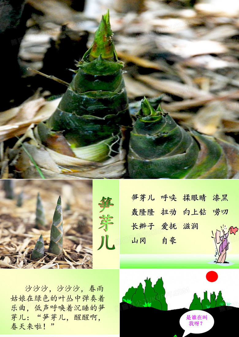 大海的女儿人教版二年级下册语文课件笋芽