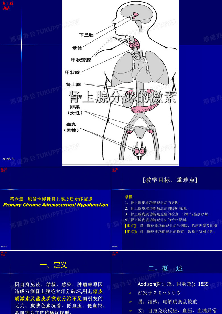 肾上腺