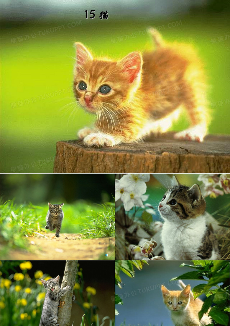 四年级语文《猫》