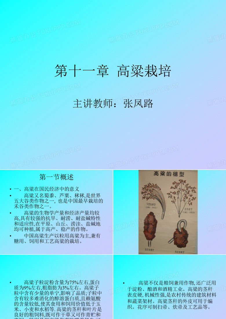 高粱栽培