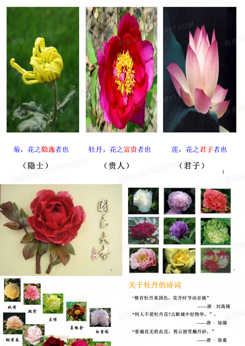 牡丹的拒绝ppt课件