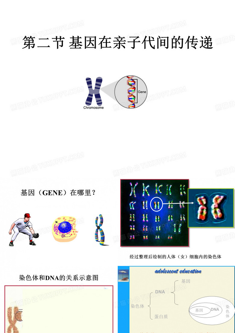 基因在亲子代间的传递