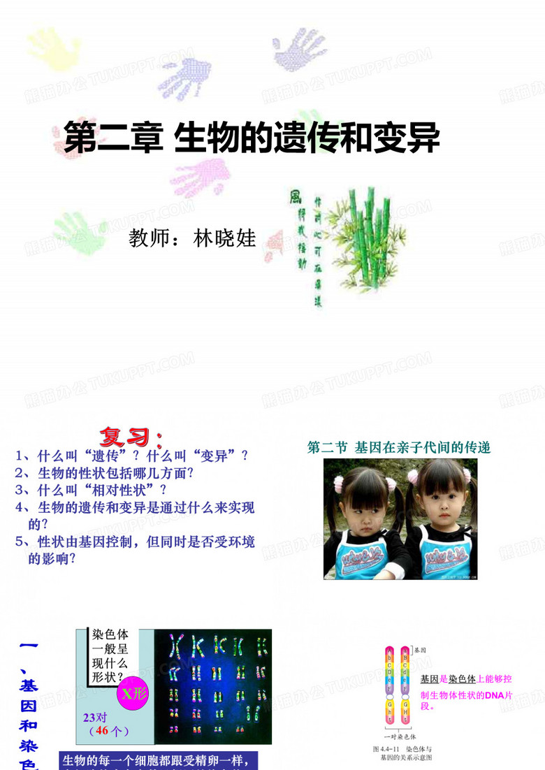 基因在亲子代间的传递