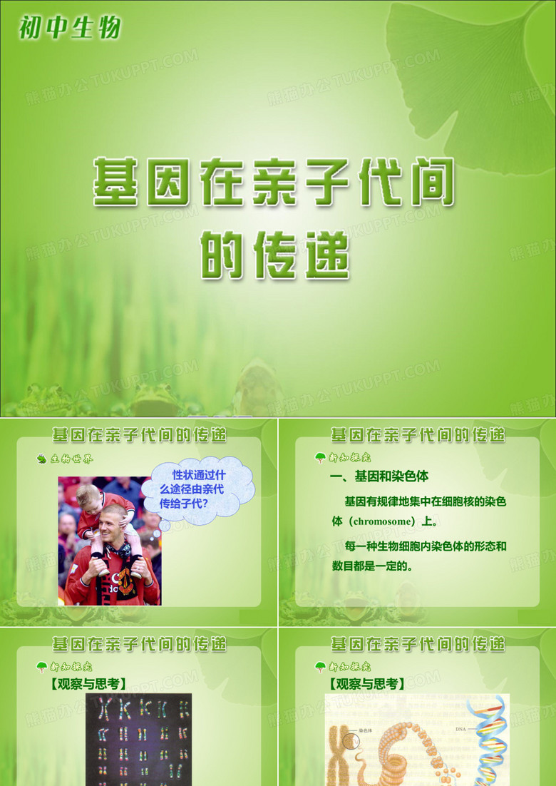 《基因在亲子代间的传递》课件