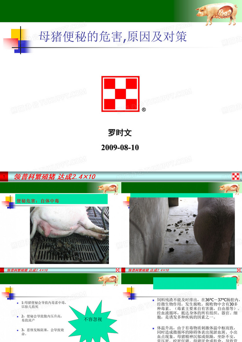 母猪便秘