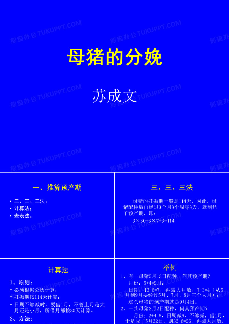 母猪的分娩