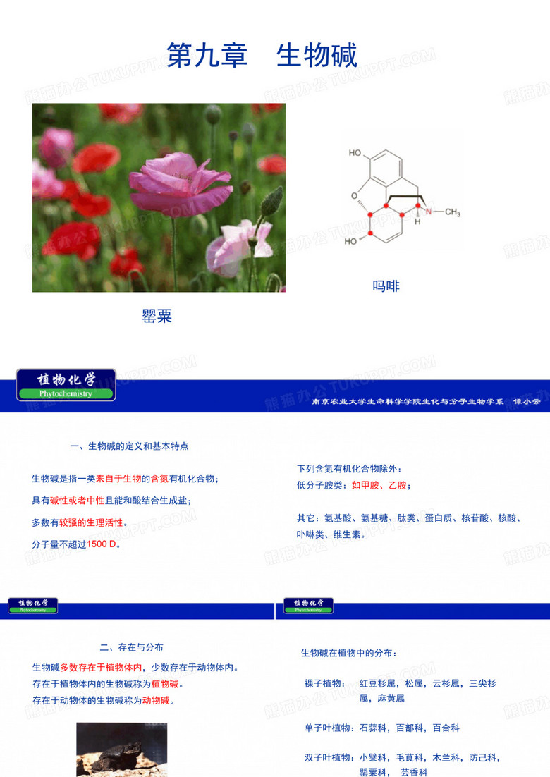 南农植物化学第九章 生物碱