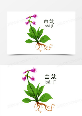 中医中药卡通元素白芨