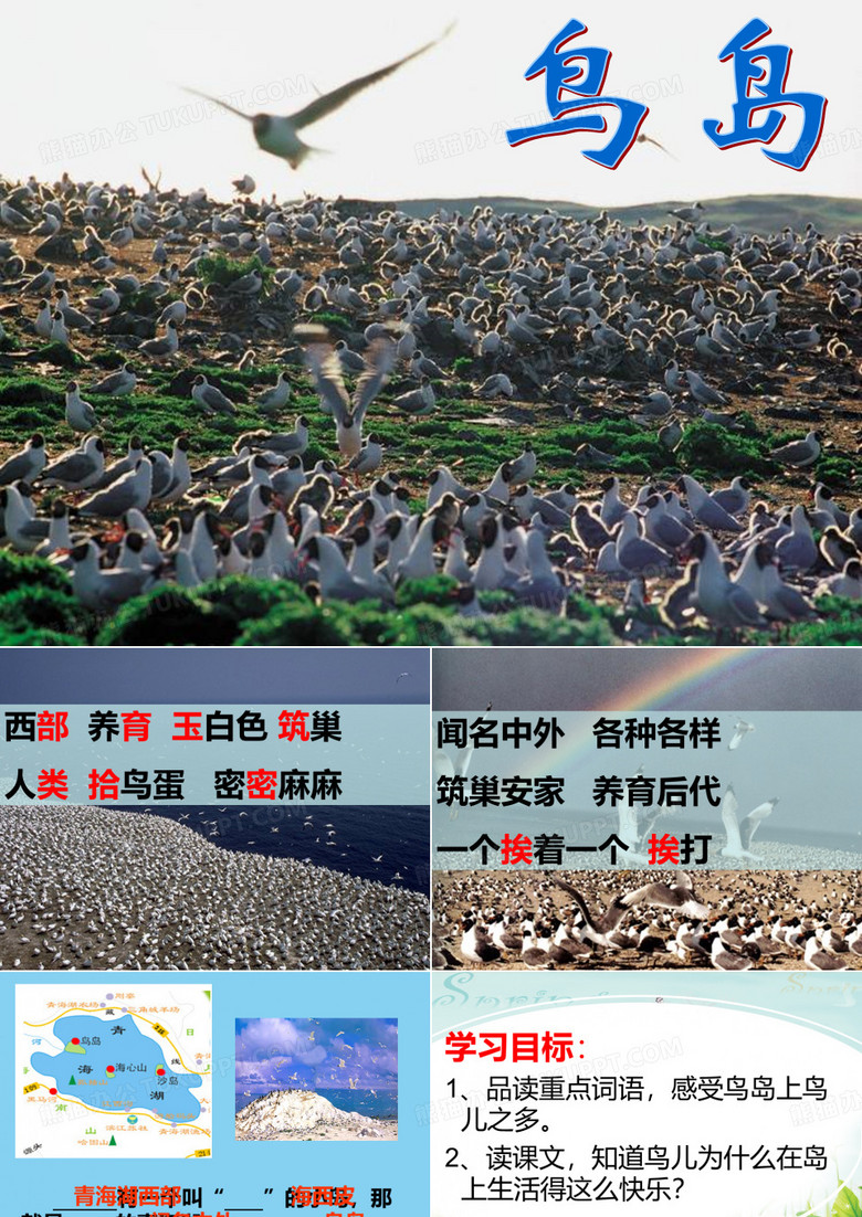 鸟岛课件
