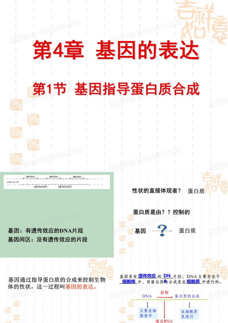 基因指导蛋白质合成