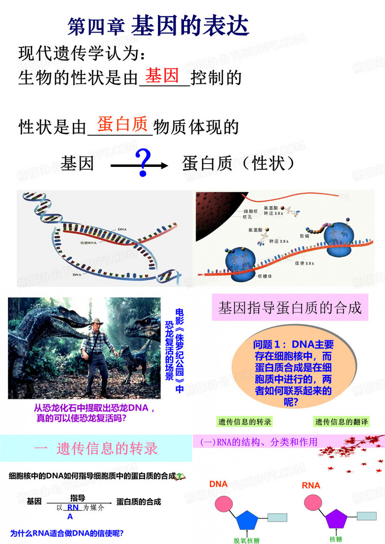 基因指导蛋白质的合成