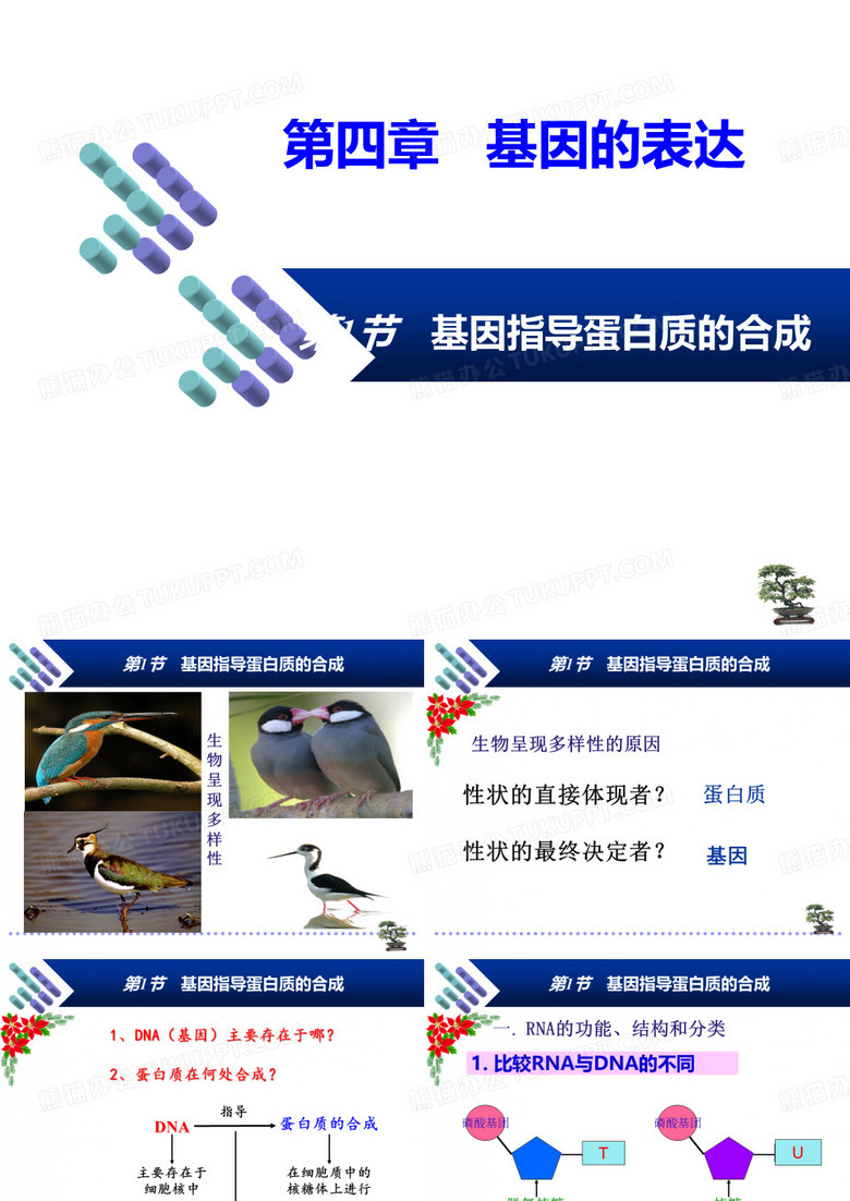 基因指导蛋白质合成