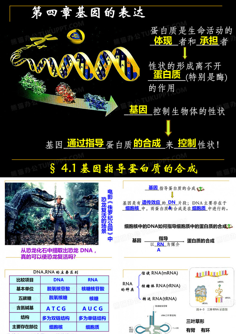 基因指导蛋白质的合成