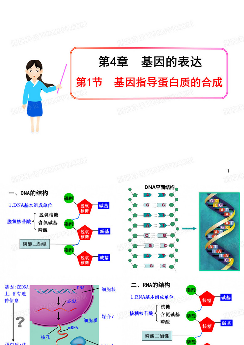 基因指导蛋白质的合成