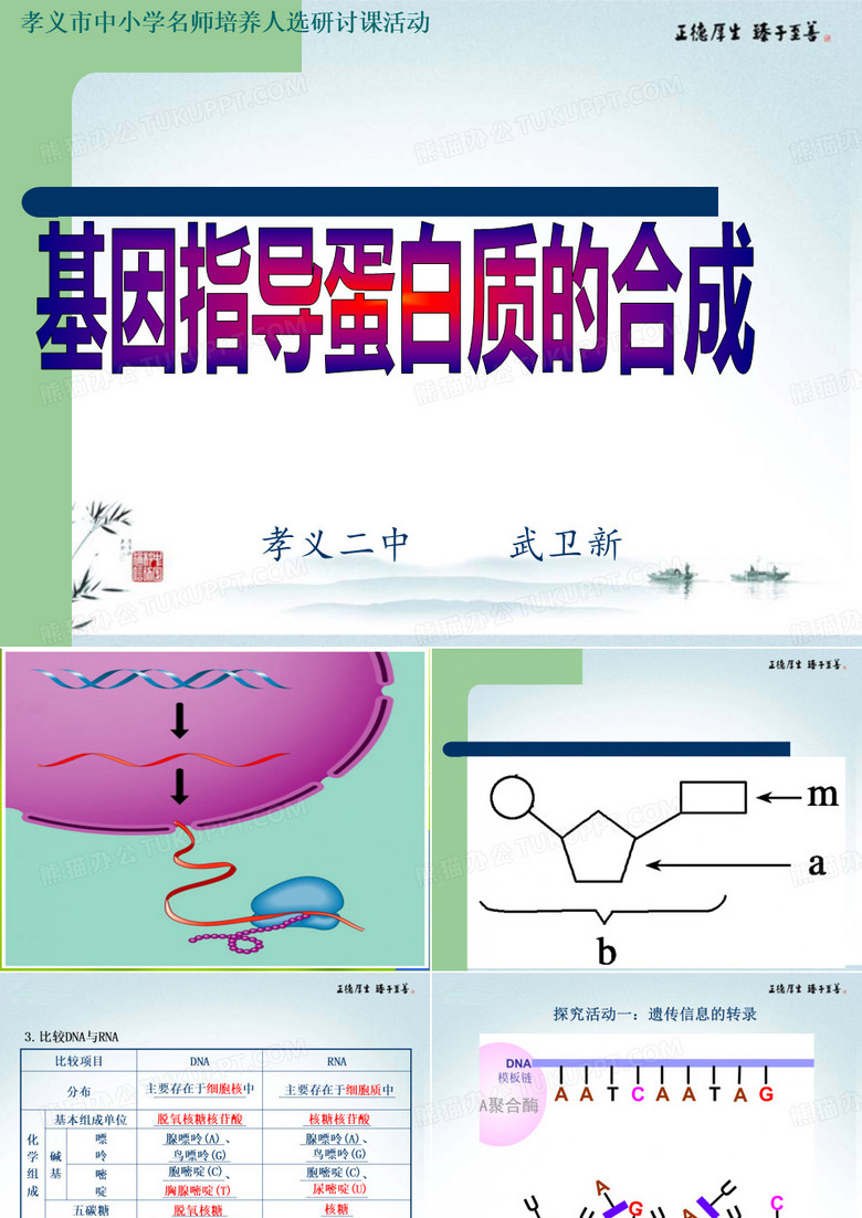 基因指导蛋白质的合成